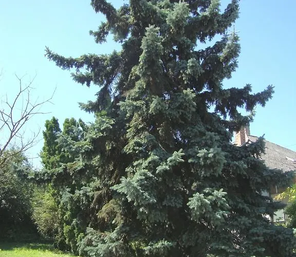 דירה Gyongyvirag Vendeghaz *